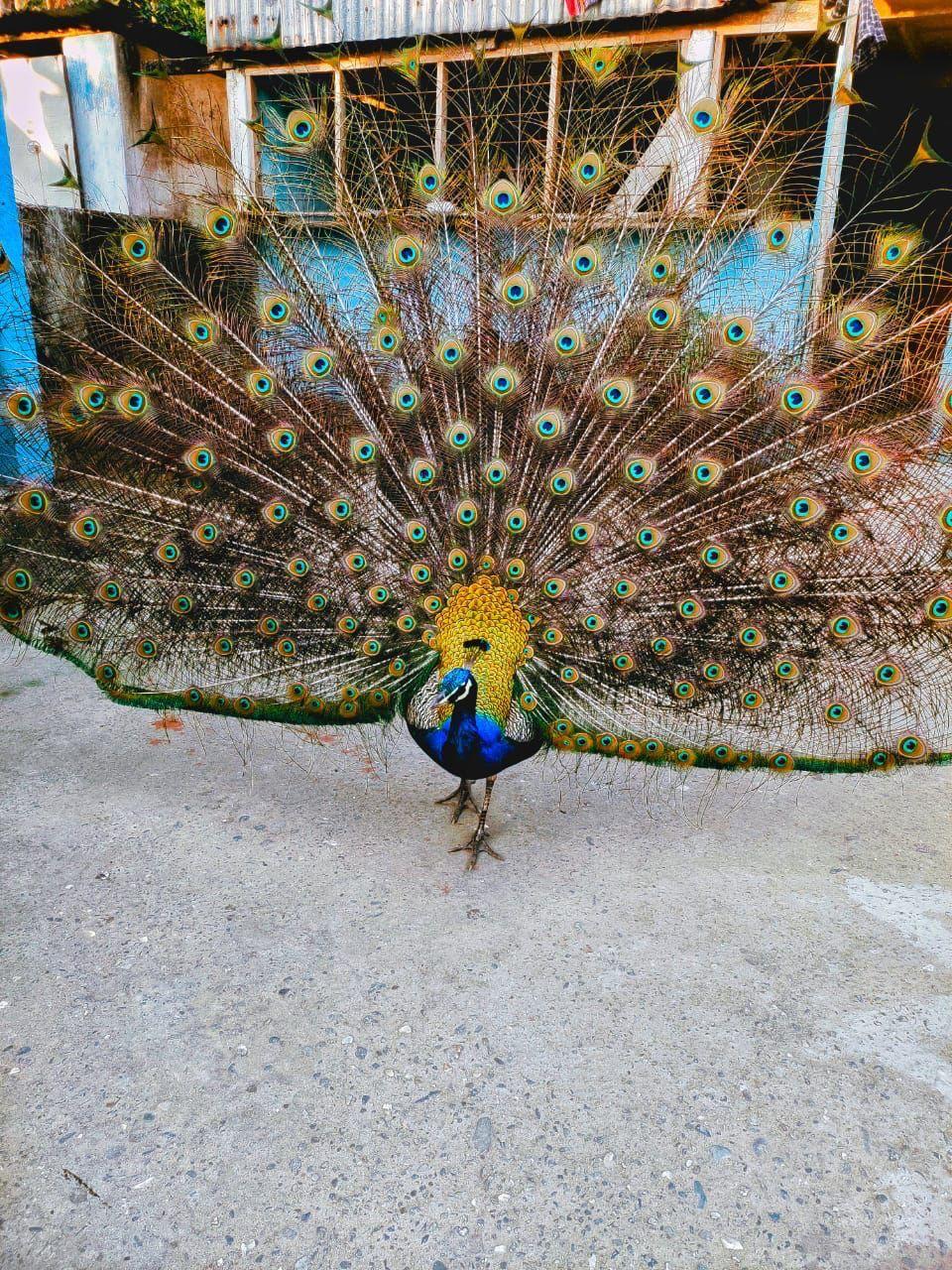 A peacock on the lawn at Sisamara